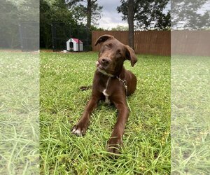 Labrador Retriever Dogs for adoption in La Vergne, TN, USA