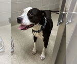 Small #4 American Pit Bull Terrier