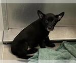 *DAISY - Female German Shepherd Dog Dog for Adoption - Small photo