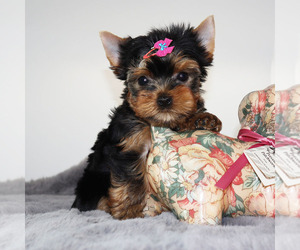 Yorkshire Terrier Puppy for sale in LOS ANGELES, CA, USA