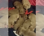 Small Photo #3 Weimaraner Puppy For Sale in PLAIN DEALING, LA, USA