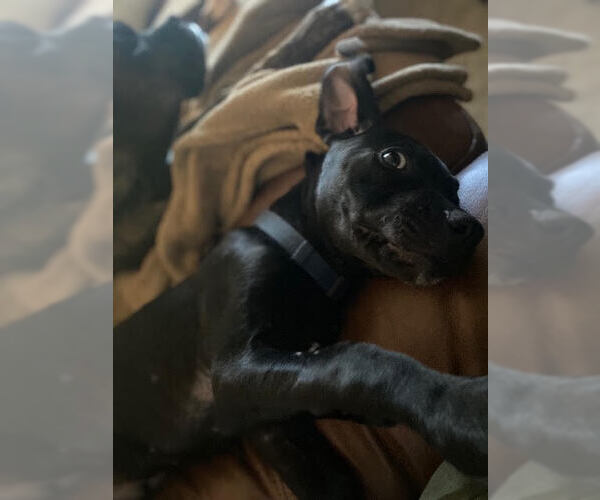 Medium Photo #9 American Staffordshire Terrier-Labrador Retriever Mix Puppy For Sale in Lakewood, CO, USA