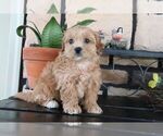 Small #2 ShihPoo