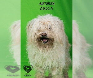 Maltese-Poodle (Standard) Mix Dogs for adoption in Stockton, CA, USA