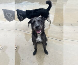 Labradoodle Dogs for adoption in Lancaster, PA, USA