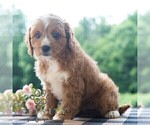 Small #4 Cavapoo (Miniature)