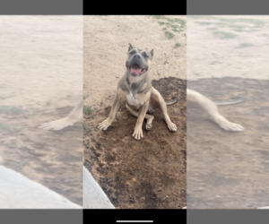 American Bully Puppy for sale in YSLETA SUR, TX, USA