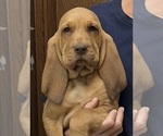 Red LM 1 - Male Bloodhound Puppy for Sale - Photo #5