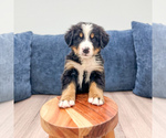 Small #1 Bernese Mountain Dog