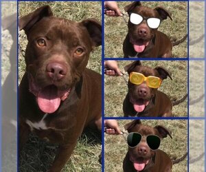 Rossi - Male American Staffordshire Terrier-Labrador Retriever Mix Dog for Adoption - Photo #10