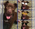 Small #9 American Staffordshire Terrier-Labrador Retriever Mix