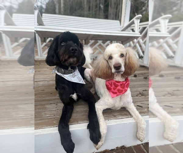 Medium Photo #1 Bernedoodle Puppy For Sale in WELLFORD, SC, USA