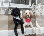 Small Photo #1 Bernedoodle Puppy For Sale in WELLFORD, SC, USA