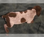 Small Photo #3 German Shorthaired Pointer Puppy For Sale in TEMPLETON, CA, USA