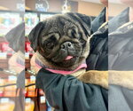 Small #1 Pug