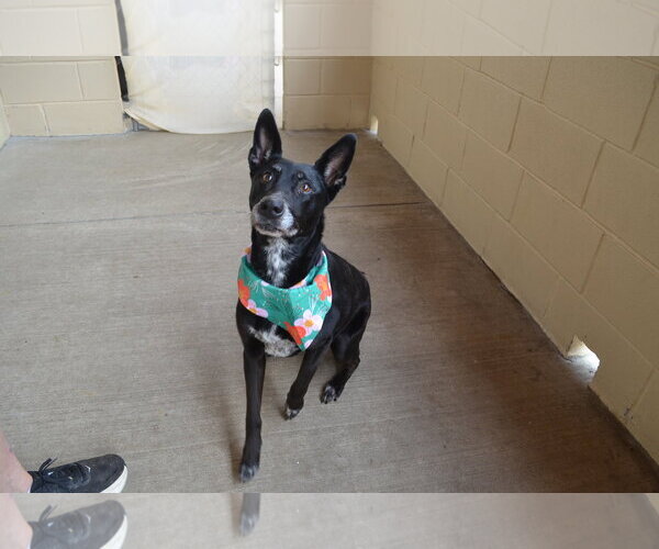 Medium Photo #3 Mutt Puppy For Sale in McKinney, TX, USA