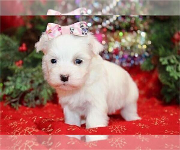 Medium Photo #14 Maltese Puppy For Sale in TAMPA, FL, USA
