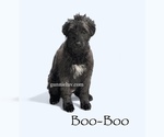 Puppy Boo Boo Schnoodle (Giant)