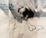 Small #3 Australian Shepherd