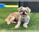 Small Shih Tzu