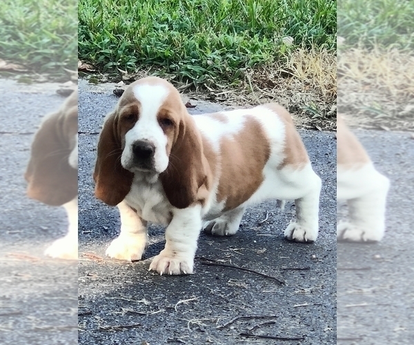 Medium Photo #15 Basset Hound Puppy For Sale in NEWBERN, TN, USA