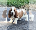 Small #14 Basset Hound