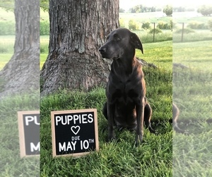 Mother of the Labrador Retriever puppies born on 05/07/2019