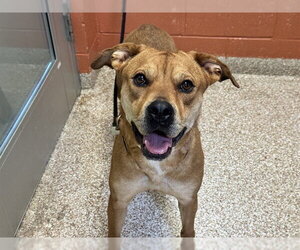 Rottweiler-Unknown Mix Dogs for adoption in Pueblo, CO, USA