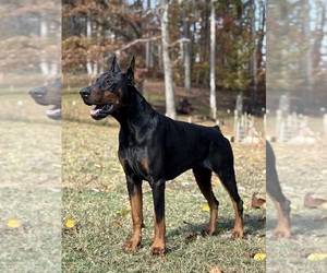 Father of the Doberman Pinscher puppies born on 04/27/2026