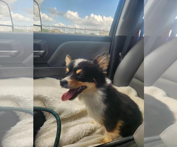 Medium Photo #1 Chiranian Puppy For Sale in Rockwall, TX, USA