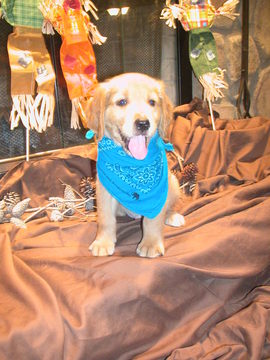 Medium Photo #1 Golden Retriever Puppy For Sale in OCALA, FL, USA