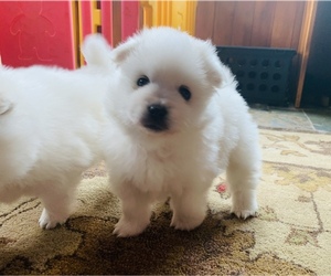 Miniature American Eskimo Puppy for sale in PLACERVILLE, CA, USA
