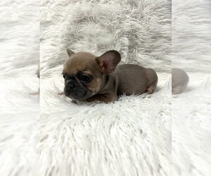 French Bulldog Puppy for sale in ROCKWELL, NC, USA