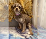 Small #2 Poodle (Miniature)