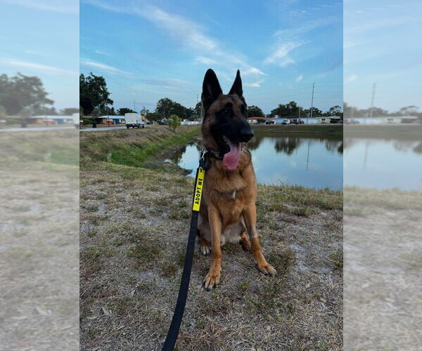 Medium Photo #1 German Shepherd Dog-Unknown Mix Puppy For Sale in Imlay City, MI, USA