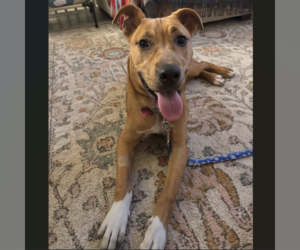 Ray - Male Mutt Dog for Adoption - Photo #3