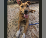Small Photo #3 Mutt Puppy For Sale in Fargo, ND, USA