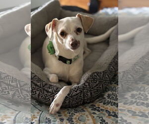 Chihuahua-Unknown Mix Dogs for adoption in Doylestown, PA, USA
