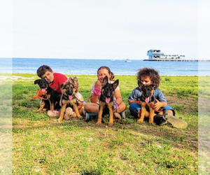 German Shepherd Dog Puppy for sale in NEW PORT RICHEY, FL, USA