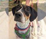Small #6 American Foxhound-Beagle Mix