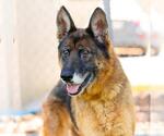 Small #1 German Shepherd Dog