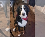 Small Photo #1 Bernedoodle Puppy For Sale in TEMPLE, GA, USA