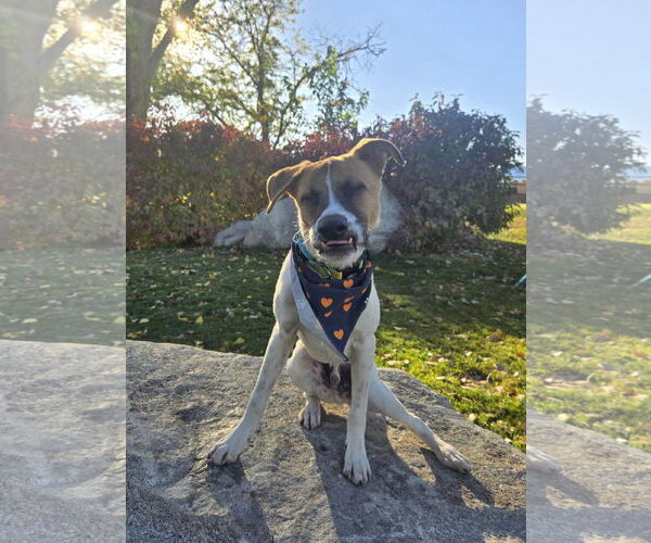 Medium Photo #4 Mutt Puppy For Sale in Sandy, UT, USA