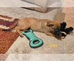 Small Photo #10 Belgian Malinois Puppy For Sale in VISALIA, CA, USA