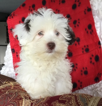 Medium Photo #1 Havanese Puppy For Sale in WARSAW, NY, USA