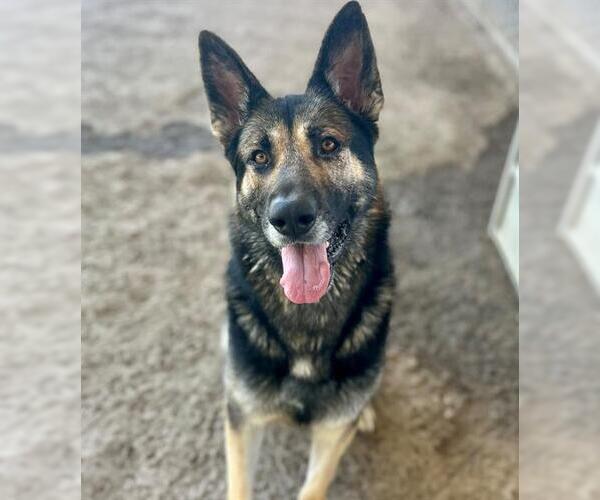 Medium Photo #1 German Shepherd Dog-Unknown Mix Puppy For Sale in Riverside, CA, USA