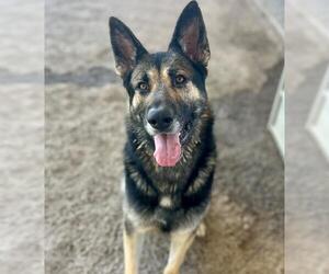 German Shepherd Dog-Unknown Mix Dogs for adoption in Riverside, CA, USA