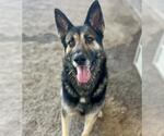 STERLING - Male German Shepherd Dog-Unknown Mix Dog for Adoption - Small photo