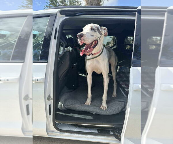 Medium Photo #2 Great Dane Puppy For Sale in Bullard, TX, USA