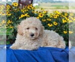 Small Photo #4 Poochon Puppy For Sale in NARVON, PA, USA